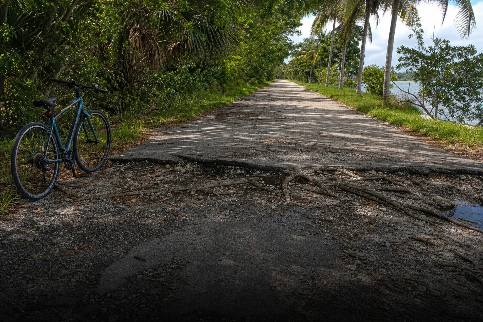 Uneven surface condition along a Florida bicycle path