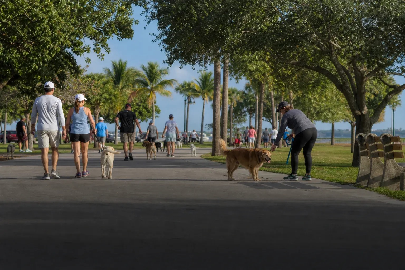 Dog owners walking leashed dogs in a busy Southwest Florida park